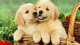 Đăng tải ảnh thật là cách tăng độ tin cậy để dễ dàng giao 